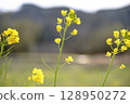 Isumi Railway running surrounded by rape blossoms – Spring rural scenery 128950272