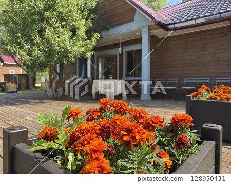 beautiful blooming marigolds in a pot on a summer day. High quality photo 128950431