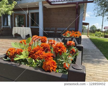 beautiful blooming marigolds in a pot on a summer day. High quality photo beautiful blooming marigolds in a pot on a summer day. High quality photo 128950432