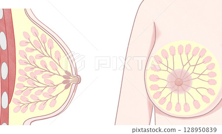 Breast anatomy: Easy-to-understand illustrations Breast anatomy: Easy-to-understand illustrations 128950839