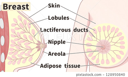 Breast anatomy diagram: Easy-to-understand English illustrations Breast anatomy diagram: Easy-to-understand English illustrations 128950840