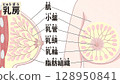 Breast anatomy diagram: Easy-to-understand Japanese illustrations Breast anatomy diagram: Easy-to-understand Japanese illustrations 128950841