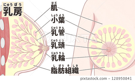 乳房解剖圖:簡單易懂的日文插圖 乳房解剖圖:簡單易懂的日文插圖 128950841