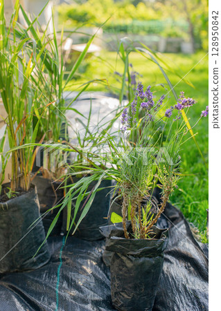 Seedlings of cereals and lavender seedlings for planting in the garden. 128950842
