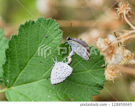 Lycaenidae Corbicula 交配 Lycaenidae Corbicula 交配 128950843
