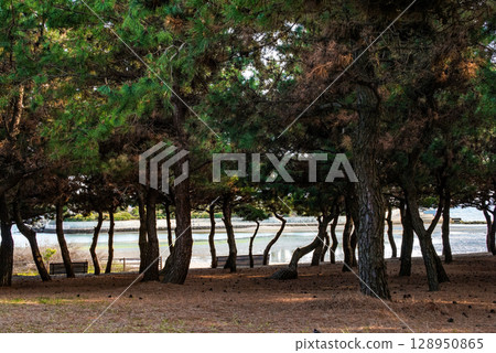 兵庫縣高砂市加古川河口的公園風景與長椅 兵庫縣高砂市加古川河口的公園風景與長椅 128950865