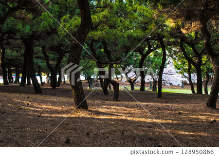兵庫縣高砂市加古川河口公園的風景 兵庫縣高砂市加古川河口公園的風景 128950866