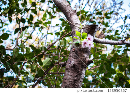 Cherry blossoms at the park at the mouth of the Kakogawa River, Takasago City, Hyogo Prefecture 128950867