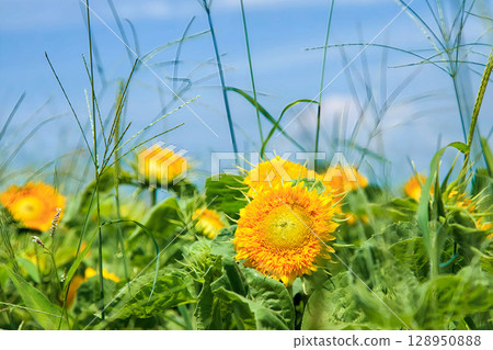 Sunflower field Sunflower field 128950888