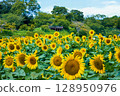 sunflower	 128950976