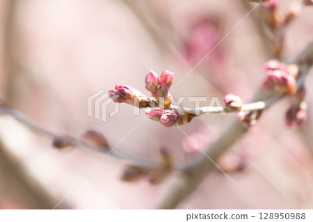 Small Higan cherry blossom buds 128950988