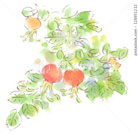 Summer plant, orange strange shape, rosehip fruit watercolor illustration Summer plant, orange strange shape, rosehip fruit watercolor illustration 128951212