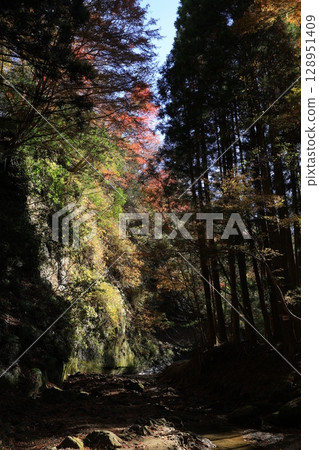 Autumn leaves trees Autumn leaves trees 128951409