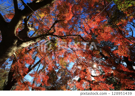 Autumn leaves trees Autumn leaves trees 128951439