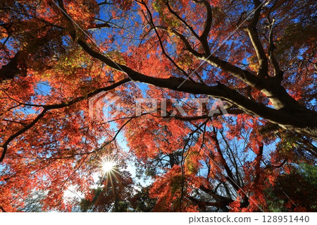 Autumn leaves trees Autumn leaves trees 128951440