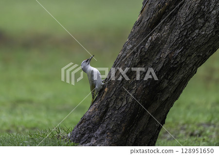 Yamagera stops on trees 128951650