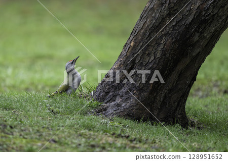 A Grey-headed Woodpecker Searching for Food at the Base of a Tree 128951652