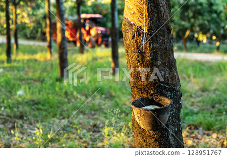 Gardener tapping latex rubber tree. Rubber Latex extracted from rubber tree. Gardener tapping latex rubber tree. Rubber Latex extracted from rubber tree. 128951767