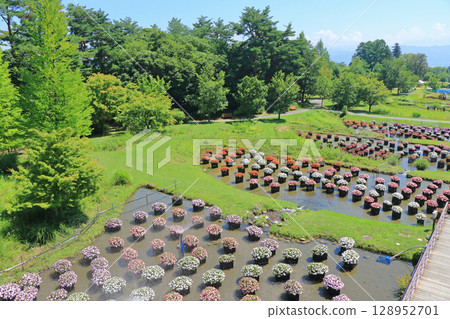 Alps Azumino National Park: Floating flowerbed of Sanpatiens 128952701