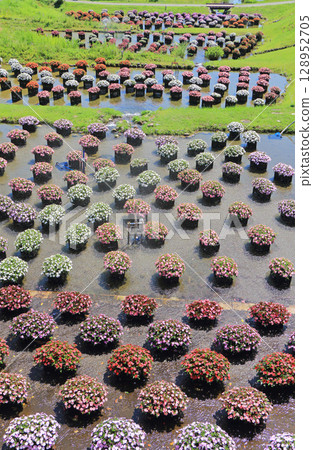 Alps Azumino National Park: Floating flowerbed of Sanpatiens 128952705