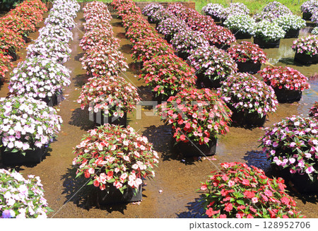 Alps Azumino National Park: Floating flowerbed of Sanpatiens Alps Azumino National Park: Floating flowerbed of Sanpatiens 128952706
