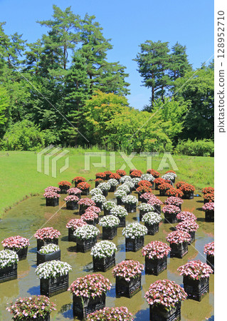 Alps Azumino National Park: Floating flowerbed of Sanpatiens 128952710