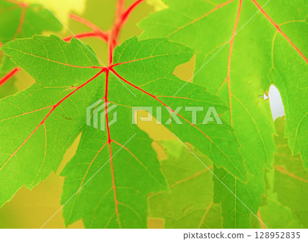 一種擁有美麗藍色葉子和紅色葉脈的楓樹（名稱不詳） 128952835