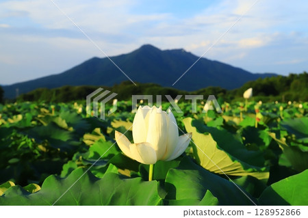 Mount Tsukuba and lotus flowers Mount Tsukuba and lotus flowers 128952866