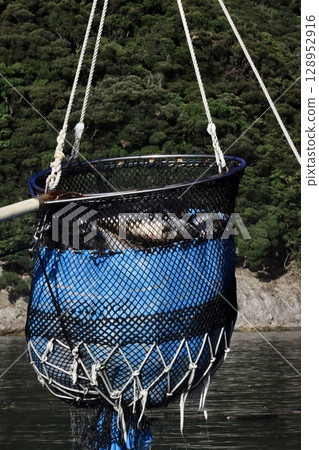 琥珀魚運輸 128952916