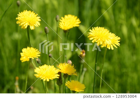 黃色蒲公英（東京都日野市單軌電車街/日野甲州街道站附近） 128953004