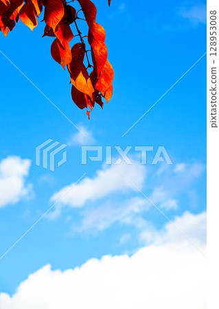 A simple landscape of a refreshing autumn sky and red leaves A simple landscape of a refreshing autumn sky and red leaves 128953008