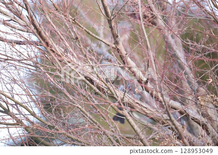 一隻棕耳鵯在樹枝上休息 一隻棕耳鵯在樹枝上休息 128953049