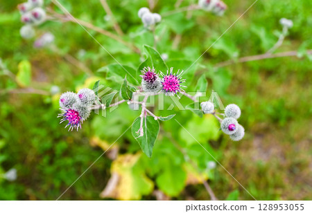 Burdock plant with purple flowers and green leaves growing in the wild meadow. Close view of Arctium with hooked bracts in natural habitat. 128953055