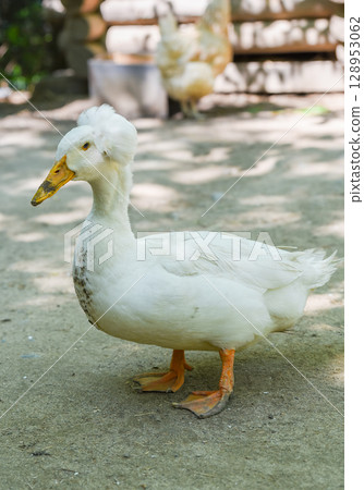 Vertical view of a white Pekin crested duck standing sideways on a natural surface. Its round body, fluffy crest and orange feet are clearly visible in light. Vertical view of a white Pekin crested duck standing sideways on a natural surface. Its round body, fluffy crest and orange feet are clearly visible in light. 128953062