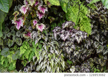 A vibrant arrangement of Begonia rex leaves in various shades of pink, silver, and green mixed with ferns creates a rich tropical foliage display. 128953082