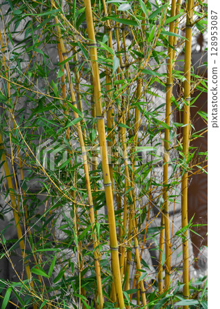 Golden bamboo stems with fresh green leaves growing densely against a gray wall background. Tall tropical grass with vivid vertical structure. Golden bamboo stems with fresh green leaves growing densely against a gray wall background. Tall tropical grass with vivid vertical structure. 128953087
