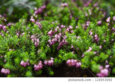 Blooming Erica carnea with clusters of small pink bell-shaped flowers among bright green needle-like leaves in a natural garden setting. Blooming Erica carnea with clusters of small pink bell-shaped flowers among bright green needle-like leaves in a natural garden setting. 128953092
