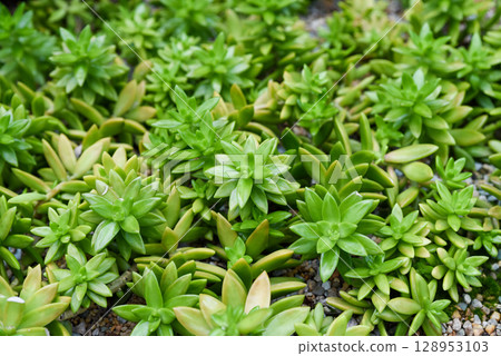 Close-up of vibrant green rosettes of Sedum morganianum, a trailing succulent species, growing in a dense mat over pebbly soil in a cactus garden. Close-up of vibrant green rosettes of Sedum morganianum, a trailing succulent species, growing in a dense mat over pebbly soil in a cactus garden. 128953103