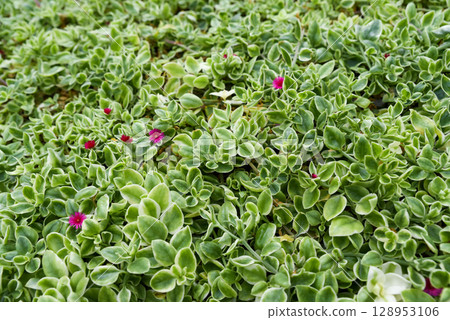 Close-up of Aptenia cordifolia, a hardy plant known for its lush foliage and tiny blooms. Close-up of Aptenia cordifolia, a hardy plant known for its lush foliage and tiny blooms. 128953106