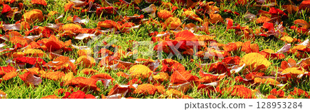 A park scene in Hokkaido with fallen leaves as autumn deepens A park scene in Hokkaido with fallen leaves as autumn deepens 128953284