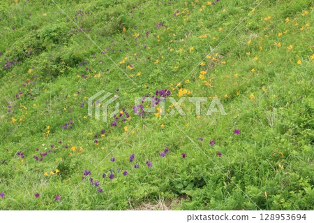 Wildflowers fill the gentle slopes of Nakasuka, Tanesashi Coast 128953694
