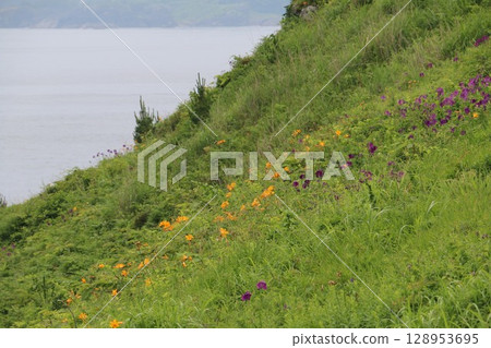Wildflowers fill the gentle slopes of Nakasuka, Tanesashi Coast 128953695