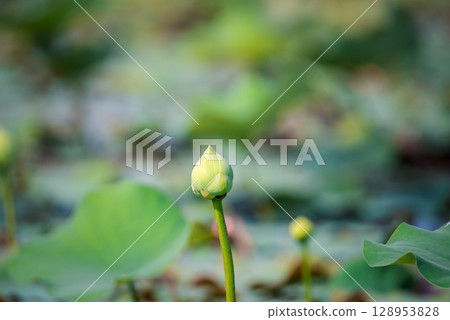 Lotus flower (Lotus or Nelumbo) Lotus flower (Lotus or Nelumbo) 128953828
