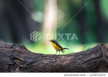 Bird (Narcissus Flycatcher) on tree in nature wild 128953834