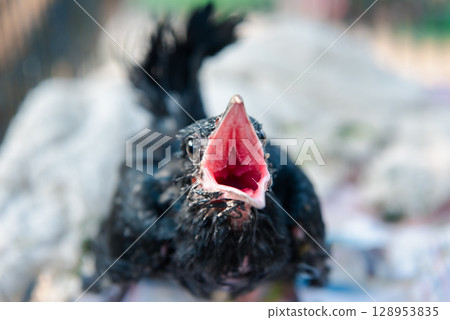 Bird (Asian koel) baby bird or chick nature wild 128953835