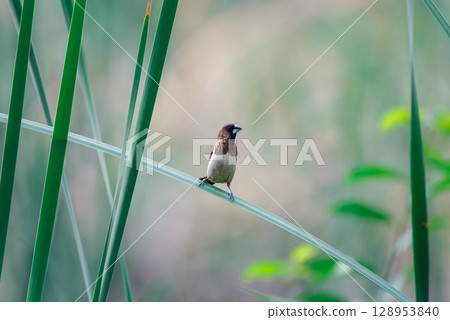 Bird (Scaly-breasted Munia) in a nature wild 128953840