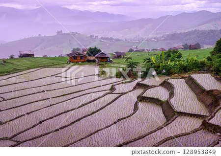 Rice Terrace Pa Bong Piang village is starting to plant rice in Chiang Mai, Thailand 128953849
