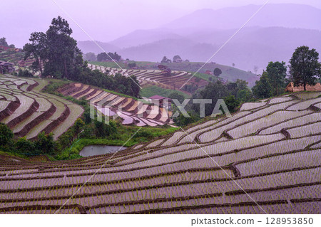 Rice Terrace Pa Bong Piang village is starting to plant rice in Chiang Mai, Thailand Rice Terrace Pa Bong Piang village is starting to plant rice in Chiang Mai, Thailand 128953850