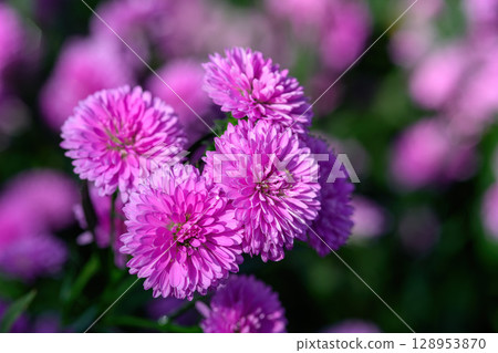 Purple Aster flower that blooms beautifully in a garden. 128953870