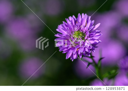 Purple Aster flower that blooms beautifully in a garden. 128953871